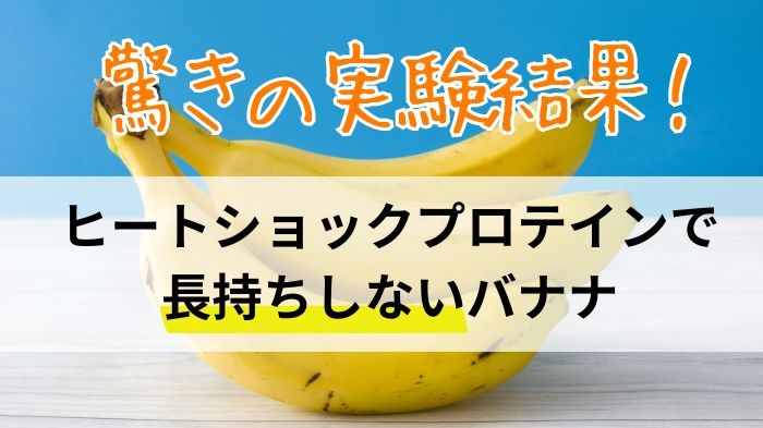 驚きの実験結果！ヒートショックプロテインで長持ちしないバナナ