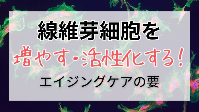 線維芽細胞を増やす、活性化するエイジングケア