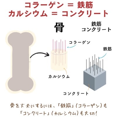 骨の構造