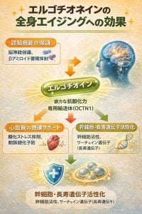 エルゴチオネインの全身への効果の図