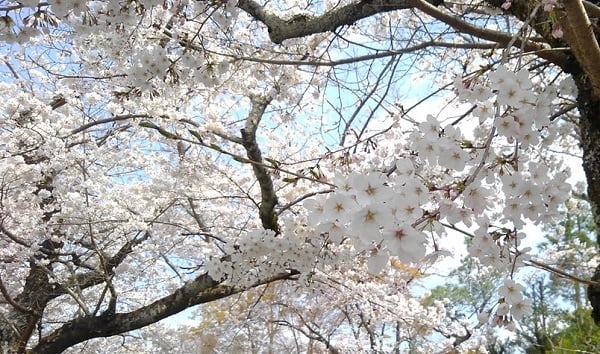 ナールスゲン発見の地の京都の桜