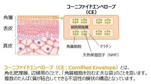 コーニファイドエンヴェロープ