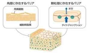 タイトジャンクション