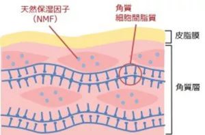 皮脂膜を示すイラスト