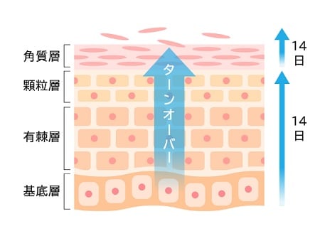 表皮のターンオーバー