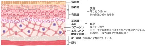 角質層と表皮