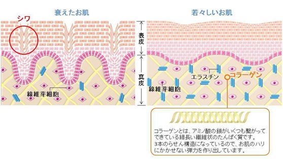 コラーゲンが少ない肌と豊富な肌