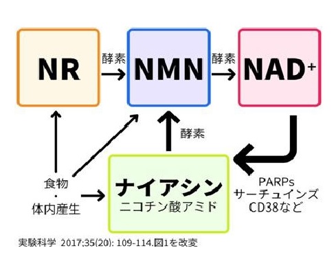 NMNとナイアシンミドの関係