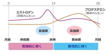 月経周期よる女性ホルモンの関係