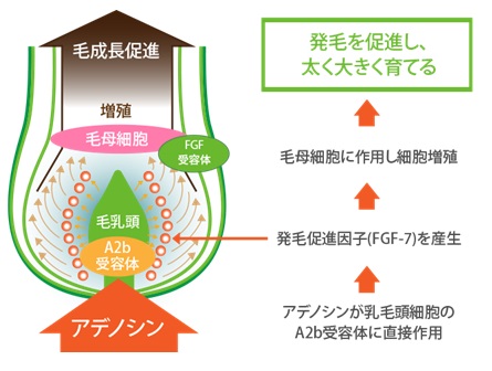 アデノシン外用による薄毛治療療