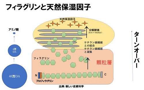 フィラグリンと天然保湿因子の関係