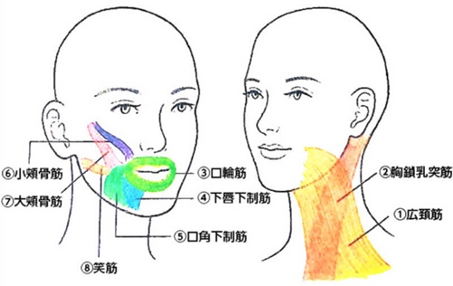 意識すべき８つの表情筋