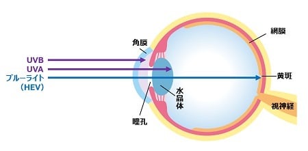 目の中に届く有害光線