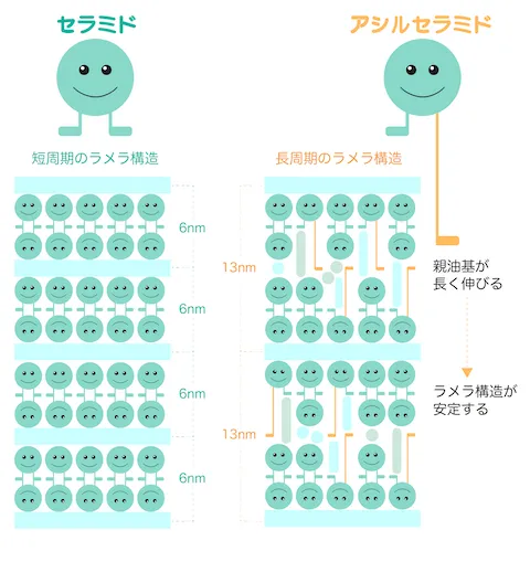 アシルセラミド_ラメラ構造安定化