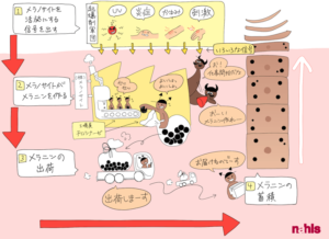 シミマップ1-1