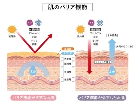 セラミド_肌のバリア機能_図解