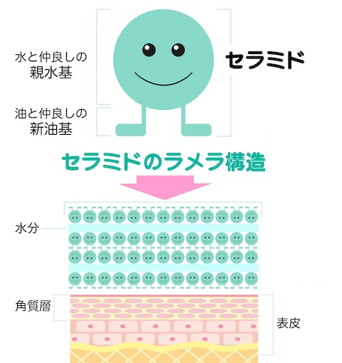 セラミドのラメラ構造図解_new