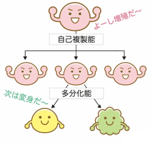 幹細胞２つの性質_自己複製能と多分化能