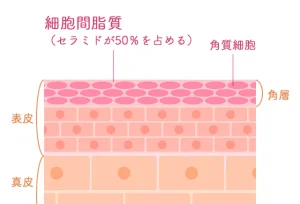 表皮の拡大図