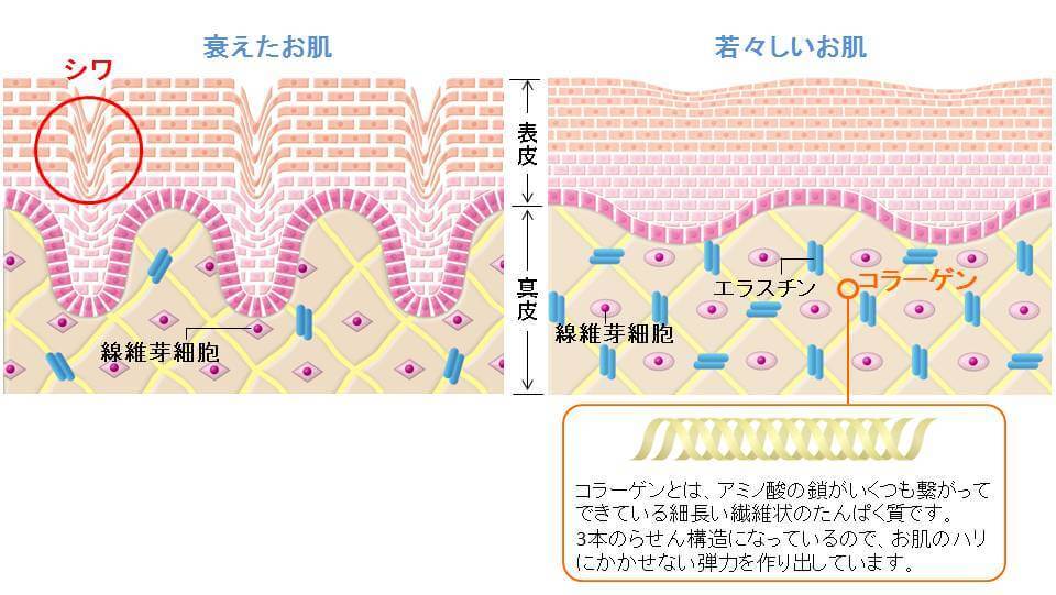 コラーゲンが少ない肌とコラーゲンが豊富な肌のイラスト