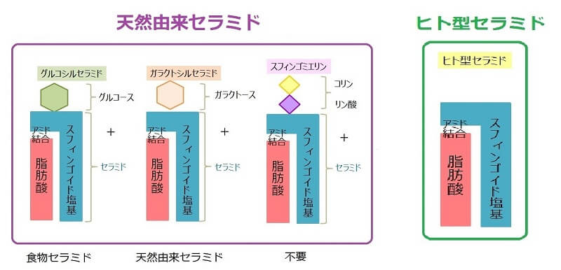 販売 天然ヒト型セラミド配合クッション