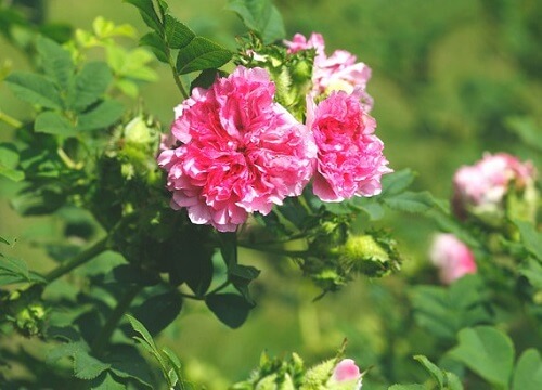 イザヨイバラの花の写真