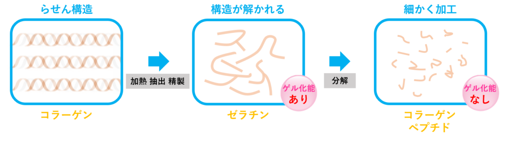 コラーゲン・ゼラチン・コラーゲンペプチドの関係を表した図