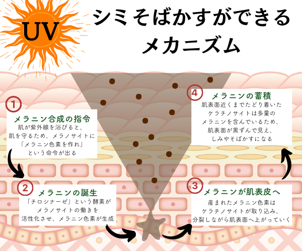 シミを消す！ためしてガッテンで紹介の赤と茶の色素沈着の対策は？ | エイジングケアを本気で学ぶ情報サイト｜ナールスエイジングケアアカデミー