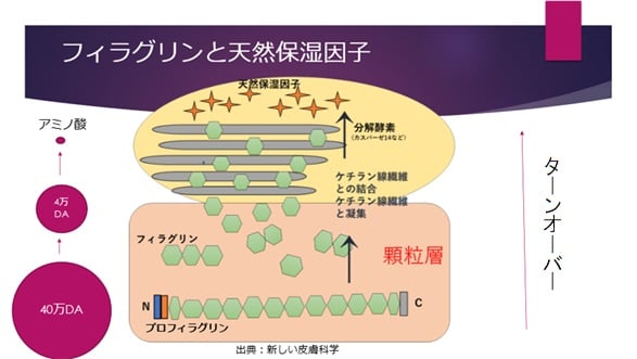 乾燥性湿疹を改善するためのスキンケア方法 - 湿疹の管理と日常生活への影響