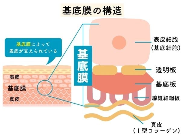 化粧水 基底膜