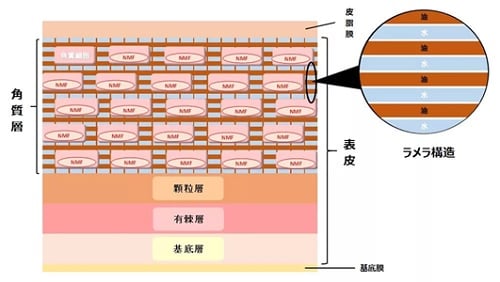 ラメラ構造