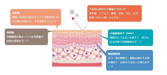 保湿の3大因子